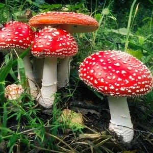 Meet your Posher, Era